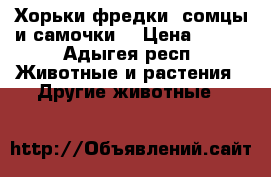 Хорьки-фредки, сомцы и самочки. › Цена ­ 500 - Адыгея респ. Животные и растения » Другие животные   